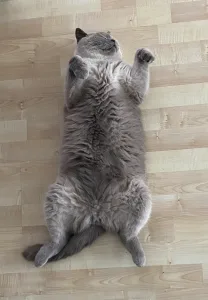 Catto